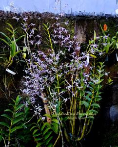 Dendrobium lineale