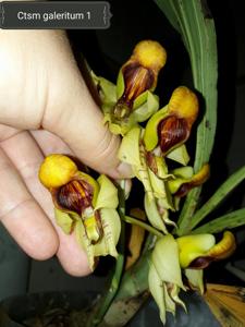 Catasetum galeritum