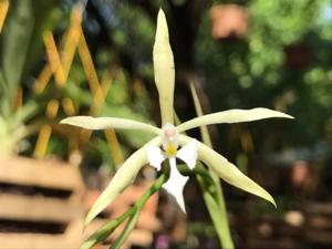 Epidendrum viviparum