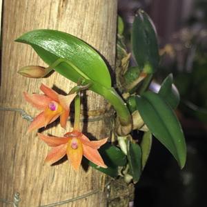 Cattleya cernua