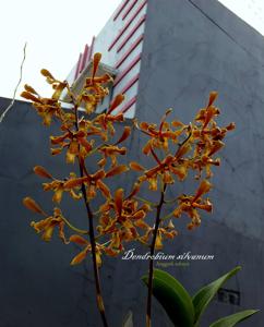 Dendrobium sylvanum