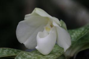 Paphiopedilum godefroyae var. godefroyae
