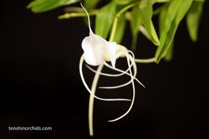 Angraecum germinyanum