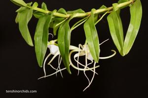 Angraecum germinyanum