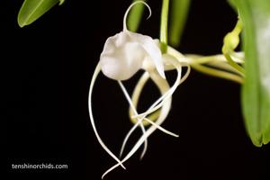 Angraecum germinyanum