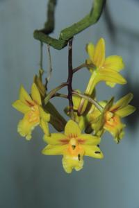 Dendrobium flos-wanua