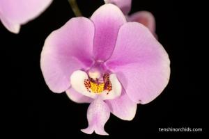 Phalaenopsis schilleriana