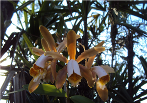 Cattleya forbesii