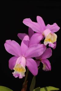 Cattleya harrisoniana