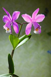 Cattleya harrisoniana