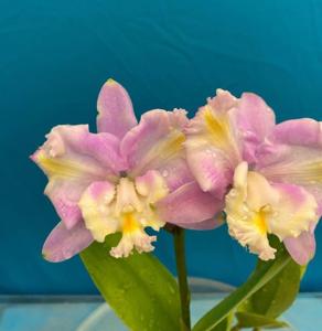 Cattleya harrisoniana