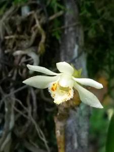 Thrixspermum merapohense