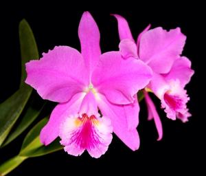 Cattleya jenmanii