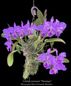 Cattleya jenmanii