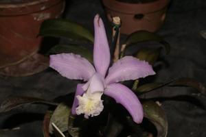 Cattleya kerrii