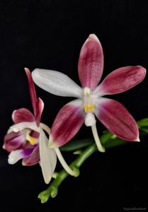 Phalaenopsis tetraspis f. christiana