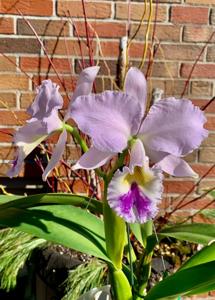 Cattleya labiata var. coerulea