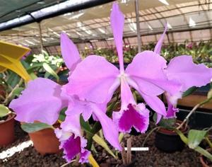 Cattleya labiata autumnalis