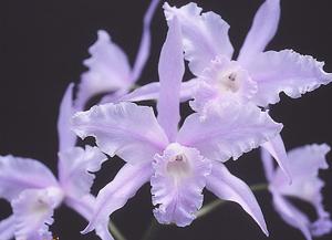 Cattleya lobata