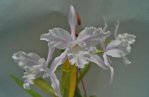 Cattleya lobata