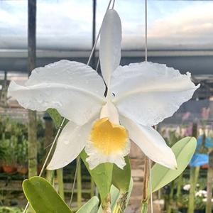 Cattleya lueddemanniana var. alba