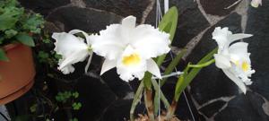Cattleya lueddemanniana var. alba