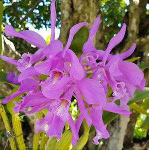 Cattleya maxima