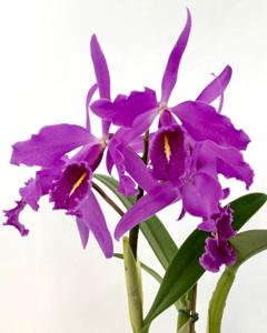 Cattleya maxima