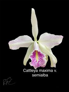 Cattleya maxima f. alba