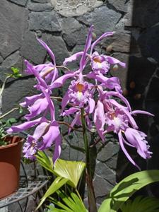 Cattleya maxima