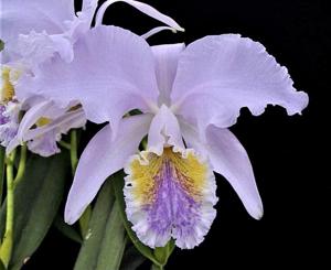 Cattleya mossiae var. coerulea