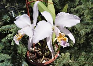 Cattleya mossiae var. coerulea