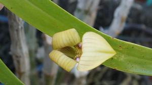 Trigonidium egertonianum