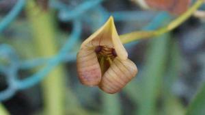 Trigonidium egertonianum