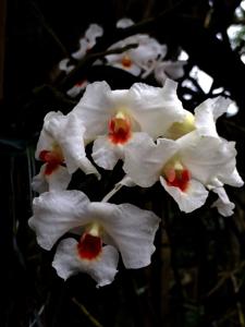 Dendrobium igneoniveum