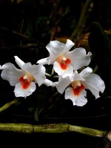 Dendrobium igneoniveum