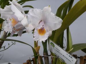 Cattleya quadricolor