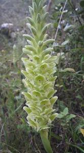 Altensteinia fimbriata