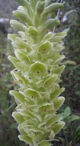 Altensteinia fimbriata