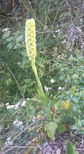 Altensteinia fimbriata