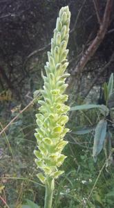 Altensteinia fimbriata