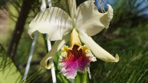 Cattleya rex