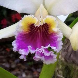 Cattleya rex