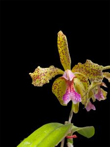 Cattleya schofieldiana