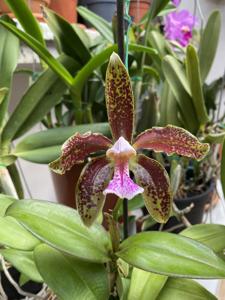 Cattleya schofieldiana