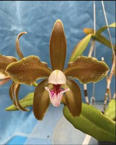 Cattleya schofieldiana
