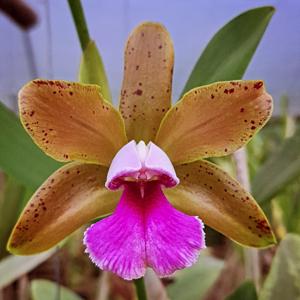 Cattleya tenuis