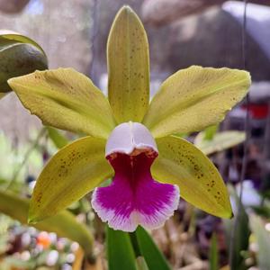 Cattleya tenuis