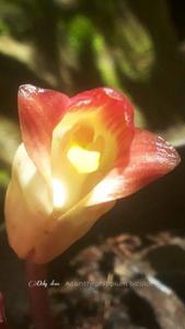 Acanthophippium bicolor