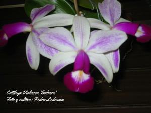 Cattleya violacea